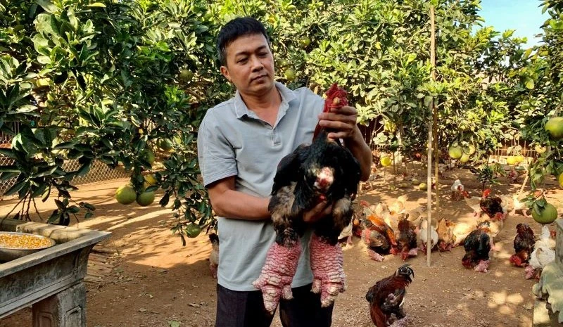Trang trại của anh Lê Văn Thắng, xã Đông Tảo, huyện Khoái Châu, tỉnh Hưng Yên chăn nuôi gà Đông Tảo theo quy trình Vietgap. 