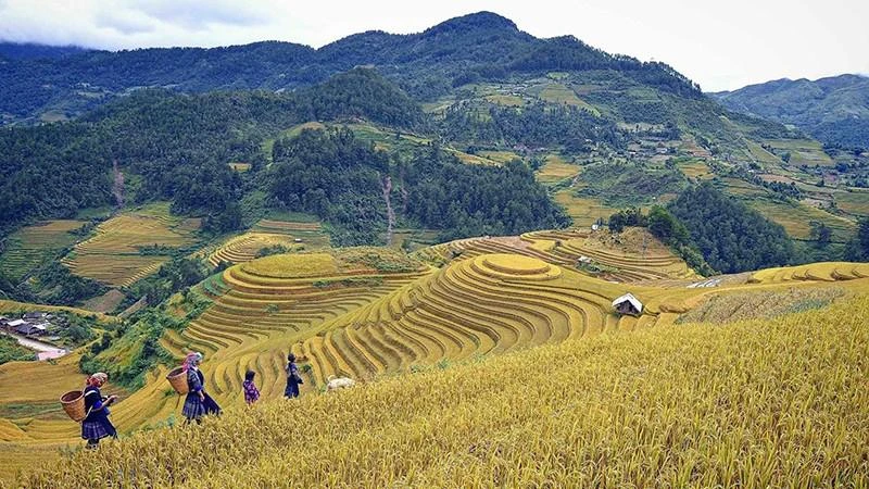 Ruộng bậc thang ở huyện Mù Cang Chải, Yên Bái (Ảnh minh họa: nhandan.vn).