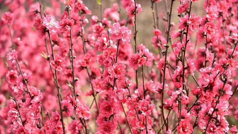 Hoa đào Nhật Tân. (Ảnh: Trần Hải)
