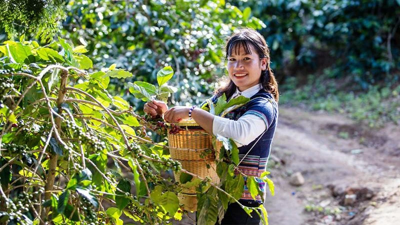 Dự án sẽ triển khai các giải pháp thích ứng biến đổi khí hậu dựa vào tự nhiên trong nông nghiệp tại Tây Nguyên (Ảnh: SNV).