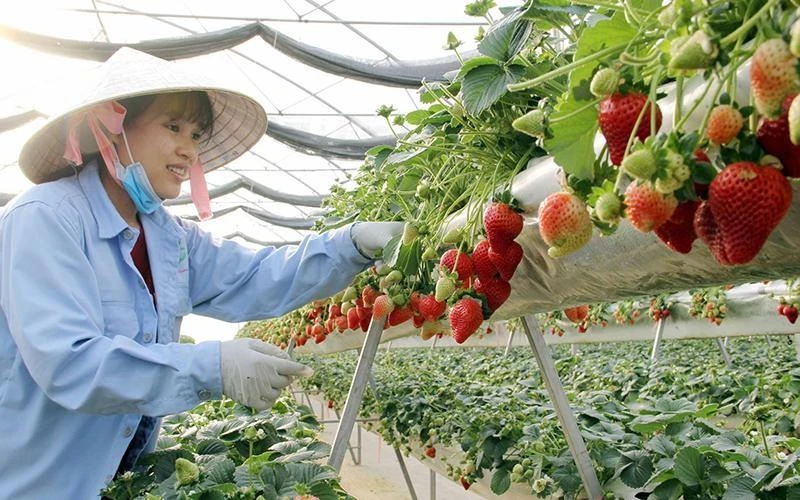 Trồng dâu tây ứng dụng công nghệ cao tại Lâm Đồng. (Ảnh: Văn Bảo)