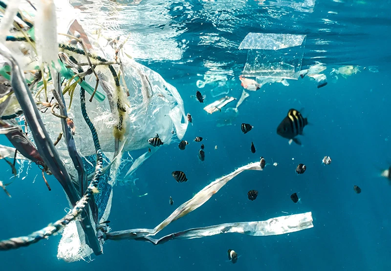 Ảnh: ouroceanpanama2023.gob.pa.