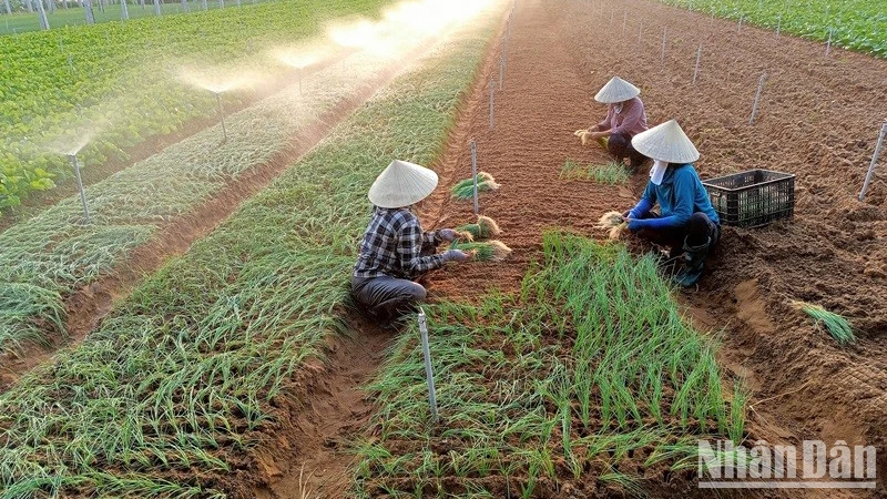 Nông dân xã Quỳnh Liên, thị xã Hoàng Mai (Nghệ An) tích cực chuyển đổi cơ cấu cây trồng cho thu nhập cao. (Ảnh: Tâm Châu)