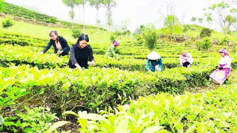 Thu hoạch chè shan tại xã Gia Hội, huyện Văn Chấn. (Ảnh: Thanh Sơn)