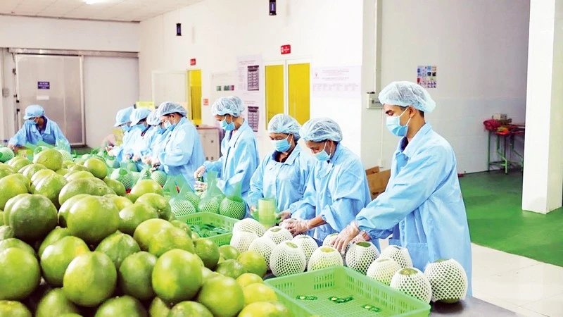 Trái cây xuất khẩu. (Ảnh: MINH HÀ)