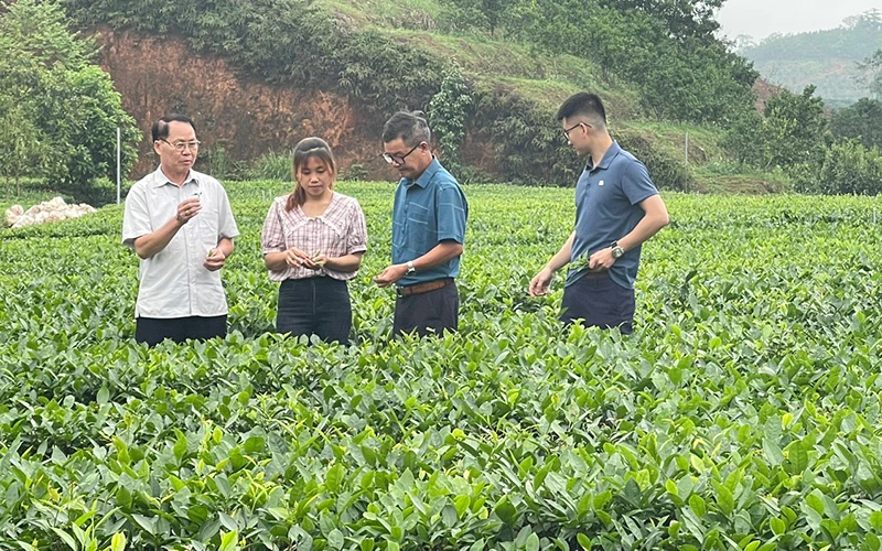 Trồng chè sạch tại Hợp tác xã Kiến Thuận, xã Bình Thuận, huyện Văn Chấn, Yên Bái. (Ảnh: Thanh Sơn).