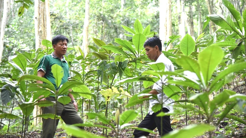 Trồng cây dược liệu dưới tán rừng tại huyện Tương Dương, Nghệ An. (Ảnh HOÀI THU)