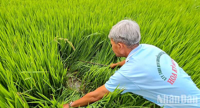 Lão nông Tư Kiêm thăm đồng sáng Mùng 4 Tết.