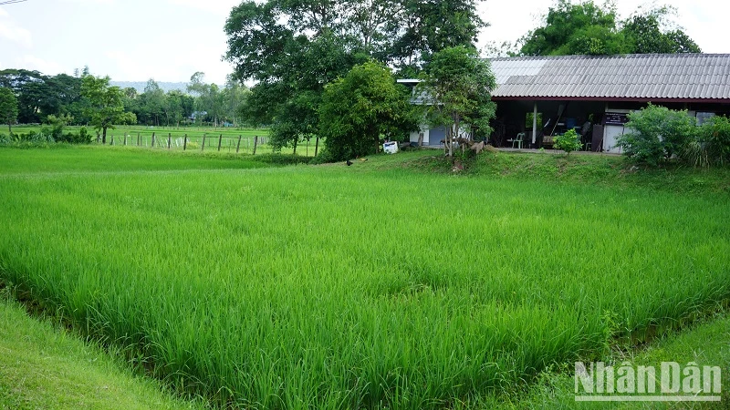 Một cánh đồng lúa ở tỉnh Sakon Nakhon, Thái Lan. 
