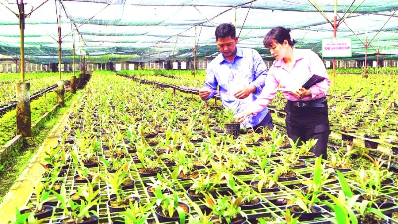 Cán bộ Trạm Khuyến nông huyện Củ Chi kiểm tra, đánh giá tốc độ sinh trưởng cây lan tại mô hình trồng lan của anh Nguyễn Hoàng Em. (Ảnh THẾ ANH)