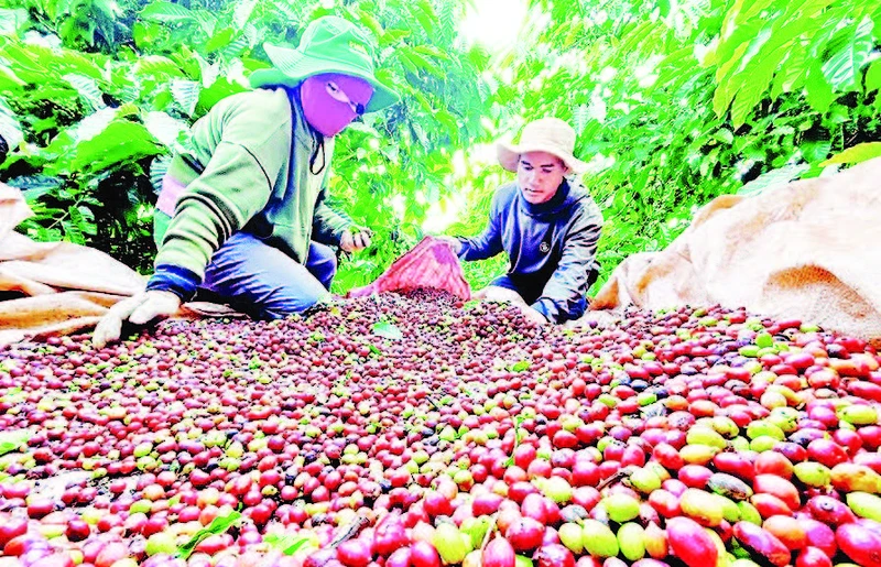Phần lớn diện tích cà-phê xuất khẩu của tỉnh Gia Lai nằm ở "vùng an toàn" so với quy định của EU.