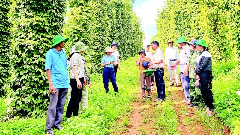Sản xuất hồ tiêu đạt quy trình chứng nhận, nâng cao giá trị, bảo vệ môi trường, bảo đảm sức khỏe người sản xuất.