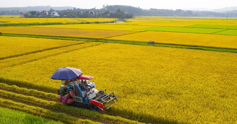 Đề án 1 triệu ha lúa chất lượng cao, phát thải thấp ở Đồng bằng sông Cửu Long bước đầu cho kết quả rất tích cực. Ảnh | Kim Nhã