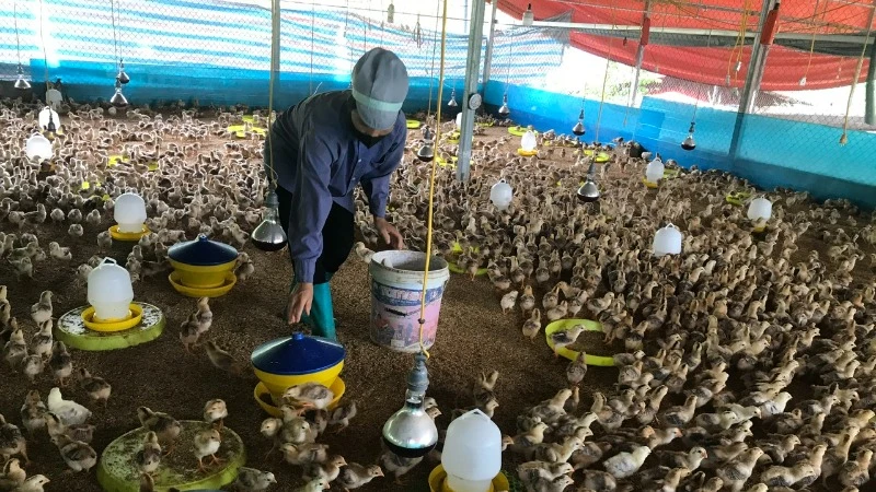 Dự án liên kết sản xuất, tiêu thụ gà thịt do Hợp tác xã Nhung Lũy triển khai ở Ba Bể được hỗ trợ 5 tỷ đồng nhưng chỉ liên kết sản xuất cho 17 hộ. Trong ảnh: Gà dự án chăn nuôi tập trung tại hợp tác xã. (Ảnh: TUẤN SƠN)