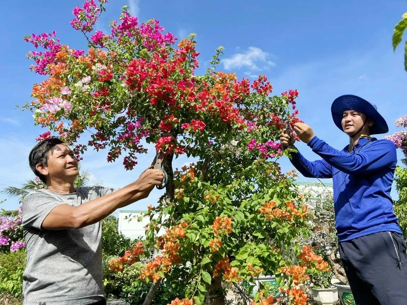 Ông Phạm Văn Màu (bên trái) ở Chợ Lách, Bến Tre truyền nghề trồng hoa, cây kiểng cho con trai. (Ảnh HOÀNG TRUNG) 