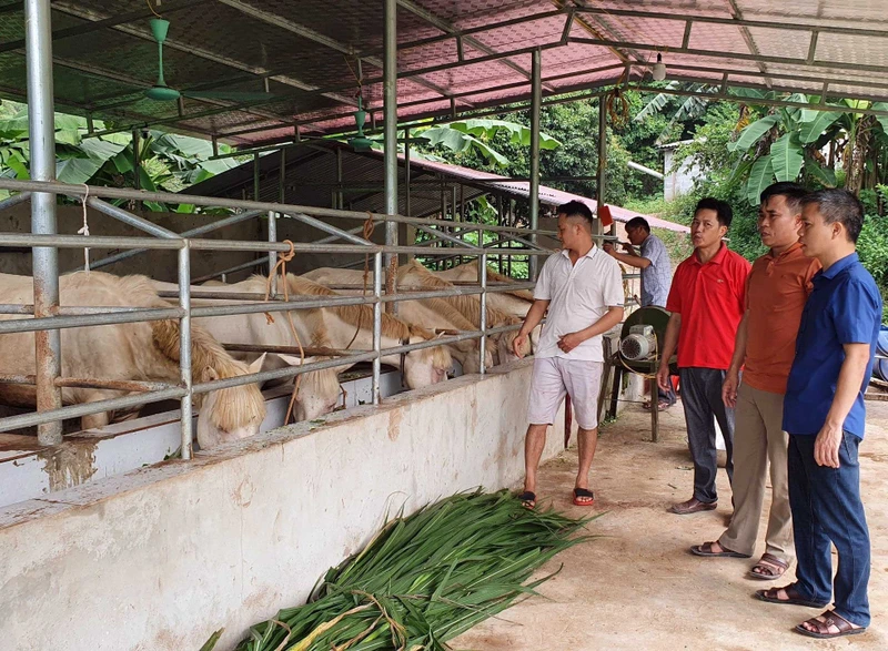 Nhờ nguồn vốn vay ưu đãi, người dân thôn Hòa Bình, xã Ái Quốc, huyện Lộc Bình (Lạng Sơn) phát triển chăn nuôi ngựa bạch hiệu quả.