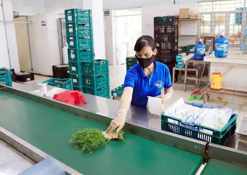 Dán tem truy xuất nguồn gốc sản phẩm tại Hợp tác xã Rau quả sạch Chúc Sơn, huyện Chương Mỹ, Hà Nội. (Ảnh QUANG THÁI)