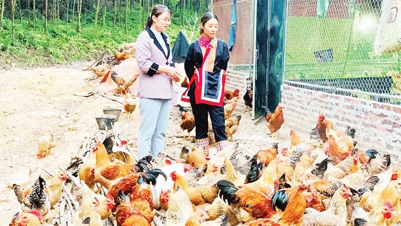 Mô hình nuôi gà bản ở xã Quảng Lâm, huyện Đầm Hà mang lại giá trị kinh tế cao.