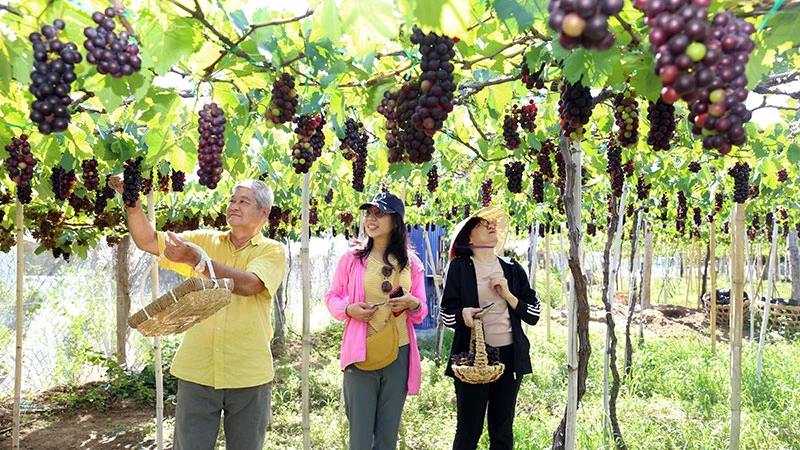 Du khách trải nghiệm tại vườn nho của nông dân Ninh Thuận.