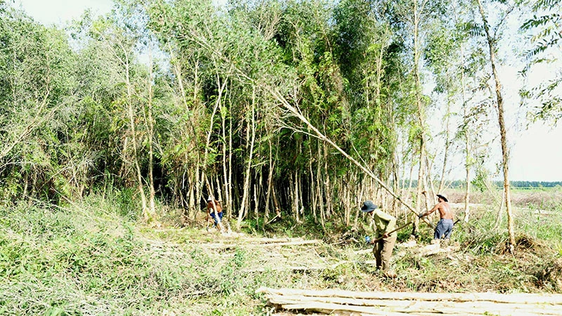 Khai thác gỗ rừng trồng tại Công ty TNHH Một thành viên U Minh Hạ, tỉnh Cà Mau. (Ảnh VĂN SINH)