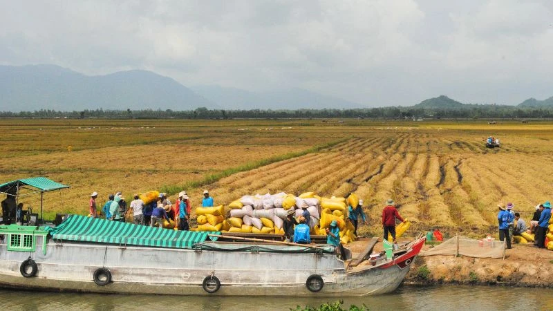 Nông dân An Giang thu hoạch lúa đông xuân 2023-2024.