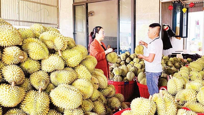Thương lái chọn mua sầu riêng trồng theo tiêu chuẩn VietGAP để xuất khẩu.