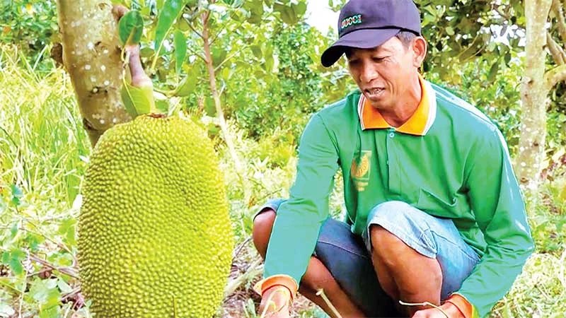 Người dân nông trường Sông Hậu chuyển đổi sang trồng cây ăn trái cho hiệu quả kinh tế cao như: Xoài, nhãn, mãng cầu, mít.