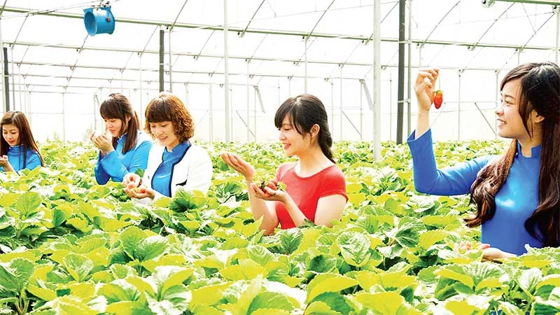 Du khách trải nghiệm vườn dâu tây công nghệ cao tại thành phố Đà Lạt, tỉnh Lâm Đồng.