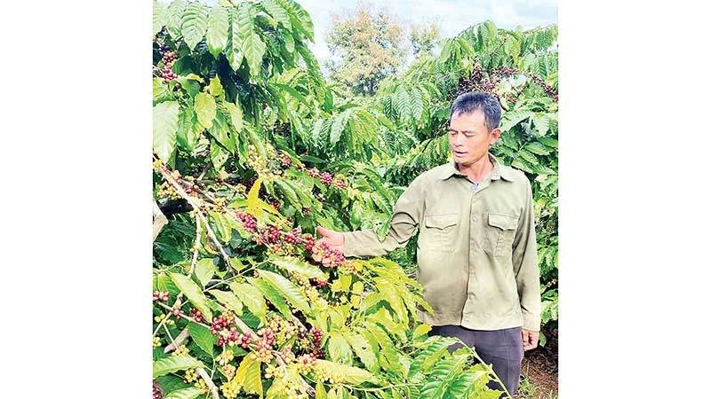 Nhờ chuyển đổi sản xuất theo hướng hữu cơ, chất lượng sản phẩm nông nghiệp Đắk Nông ngày càng được nâng cao.