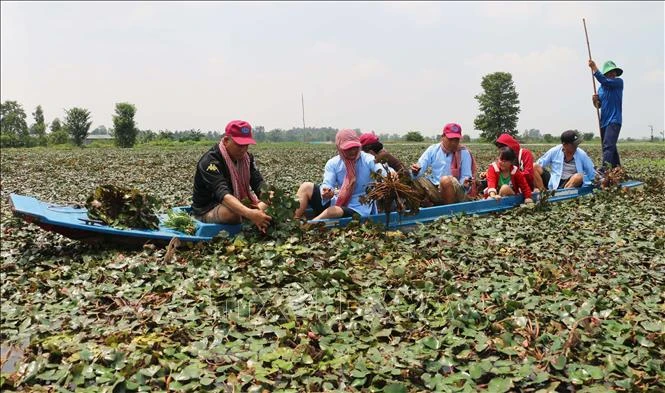 Du khách tham gia trải nghiệm hoạt động hái ấu của người nông dân ở khu vực lòng hồ Tân Trung, huyện Phú Tân, tỉnh An Giang. (Ảnh: TTXVN)