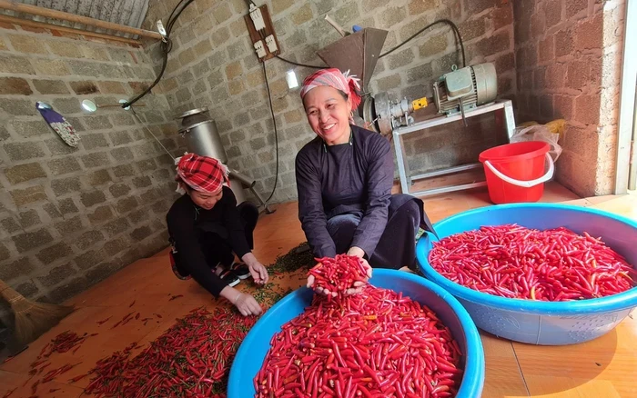 Chị Lê Thị Năm (huyện Văn Bàn, tỉnh Lào Cai) dùng công nghệ số để giới thiệu và bán sản phẩm. (Ảnh: Báo Phụ nữ Việt Nam)