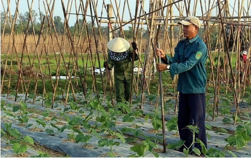 Ảnh minh họa.