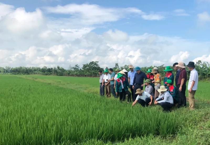 Ảnh minh họa: Mô hình sản xuất lúa hữu cơ, tuần hoàn tại Hà Tĩnh. 