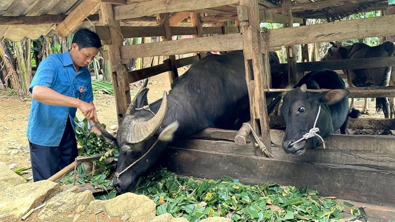 Ảnh minh họa: Được chính quyền hỗ trợ trâu bò để sản xuất, thu nhập gia đình anh Lý Văn Nó (xã Thượng Thôn, huyện Hà Quảng, tỉnh Cao Bằng) từng bước được cải thiện. (Ảnh: HÀ NHÂN)