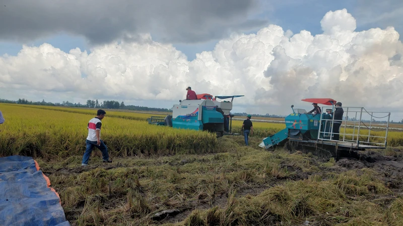 Bứt phá phát triển, bảo đảm vững chắc an ninh lương thực quốc gia 