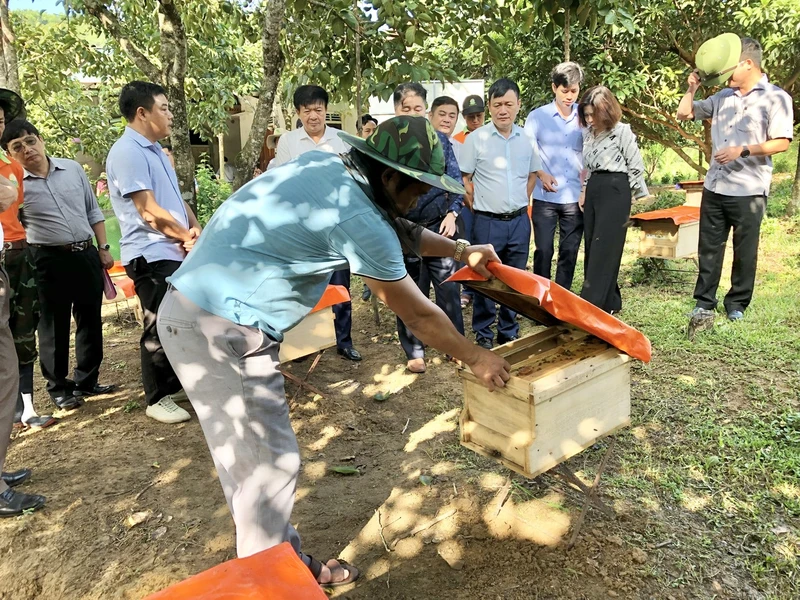 Mô hình nuôi ong trong vườn cây ăn quả ở xã Sơn Lộc, huyện Can Lộc (Hà Tĩnh).