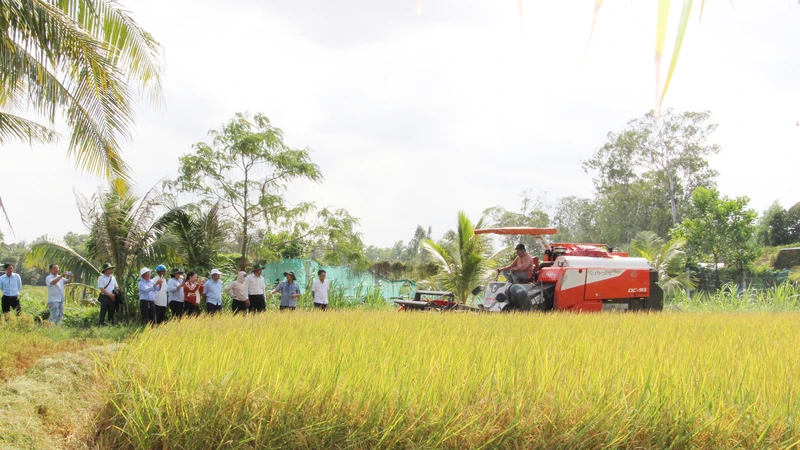 Mô hình thí điểm canh tác lúa phát thải thấp ở Hợp tác xã Nông nghiệp Phước Hảo, tỉnh Trà Vinh.