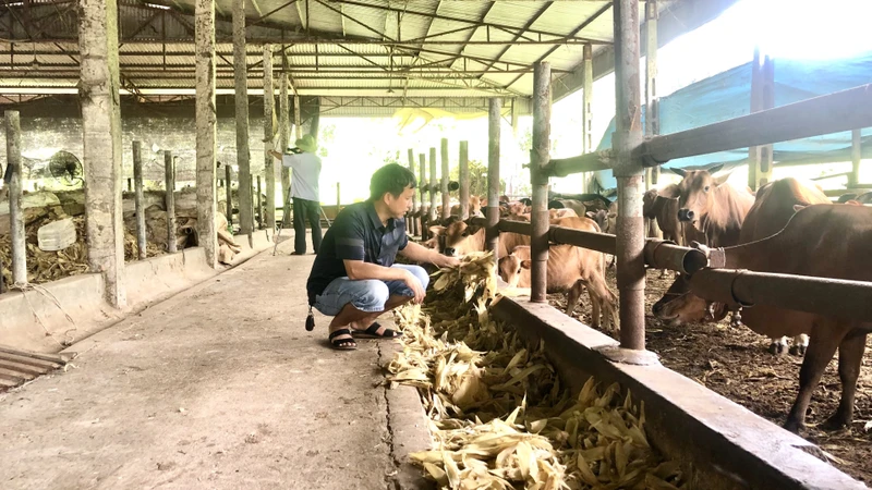 Chăn nuôi gia súc tại Hợp tác xã Nông nghiệp Công nghệ cao Tiến Thành, huyện Yên Sơn (Tuyên Quang).