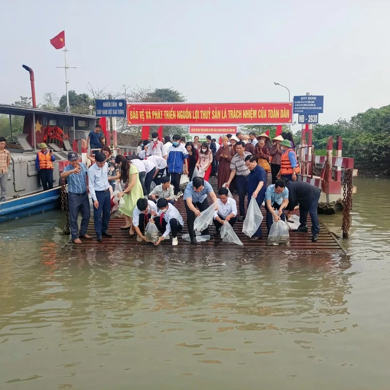 Tỉnh Thái Bình thả 320 nghìn con giống thủy sản xuống các vùng nước tự nhiên trong tỉnh.