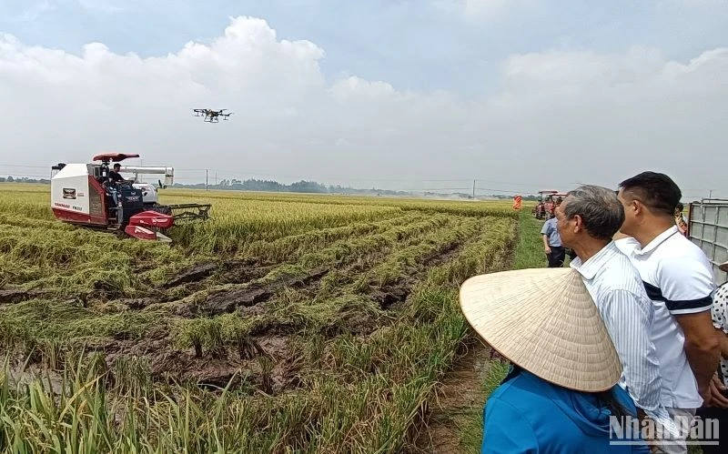 Chị Trần Thị Lanh, xã Bình Minh (huyện Kiến Xương, tỉnh Thái Bình) thuê, mượn 100ha ruộng đất, đầu tư nhiều máy móc hiện đại sản xuất nông nghiệp quy mô lớn. (Ảnh Mai Tú)
