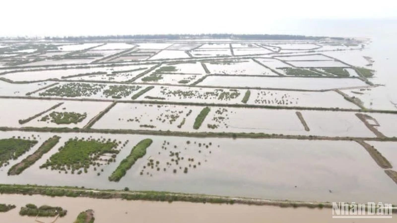 Các ô đầm ven biển khu vực cồn Vành, xã Nam Phú, huyện Tiền Hải, tỉnh Thái Bình.