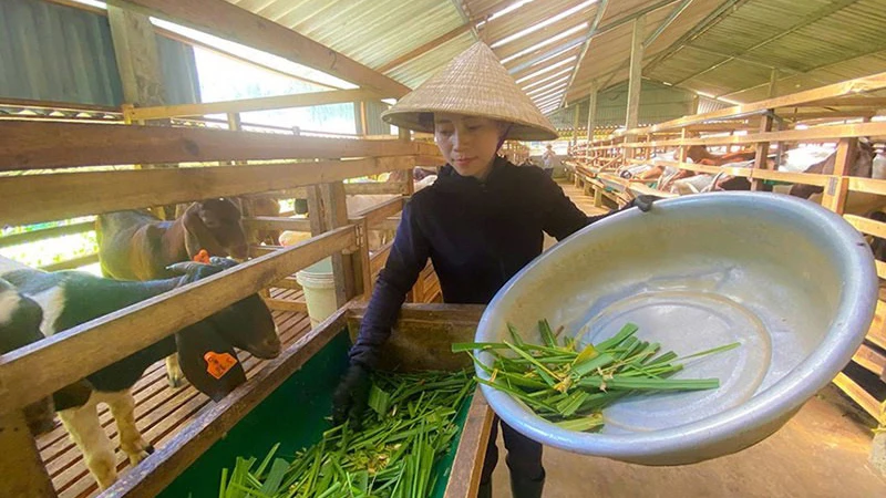 Chị Nguyễn Thị Hiền xã Sơn Lễ, Hương Sơn nuôi dê boer cho hiệu quả cao.