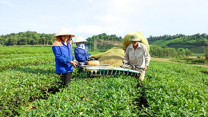 Nông dân huyện Anh Sơn liên kết sản xuất chè nguyên liệu.