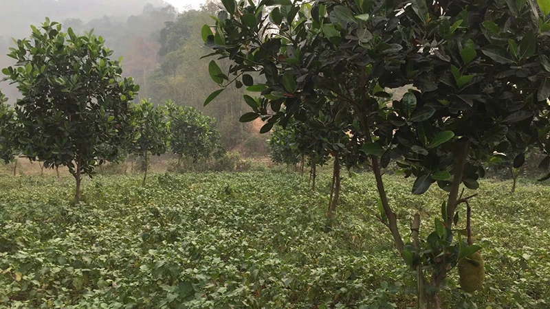 Mô hình cây ăn quả (mít, bưởi da xanh) tại xã Noong Luống, huyện Điện Biên.