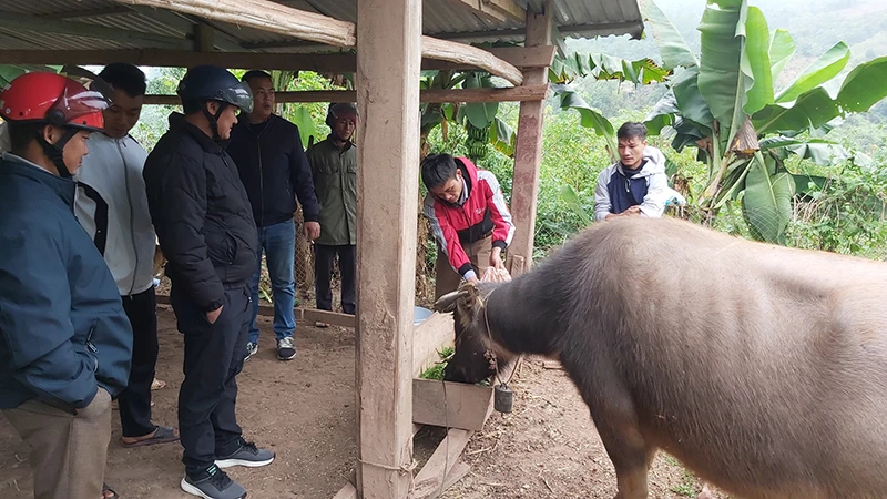 Mô hình chăn nuôi hộ gia đình.