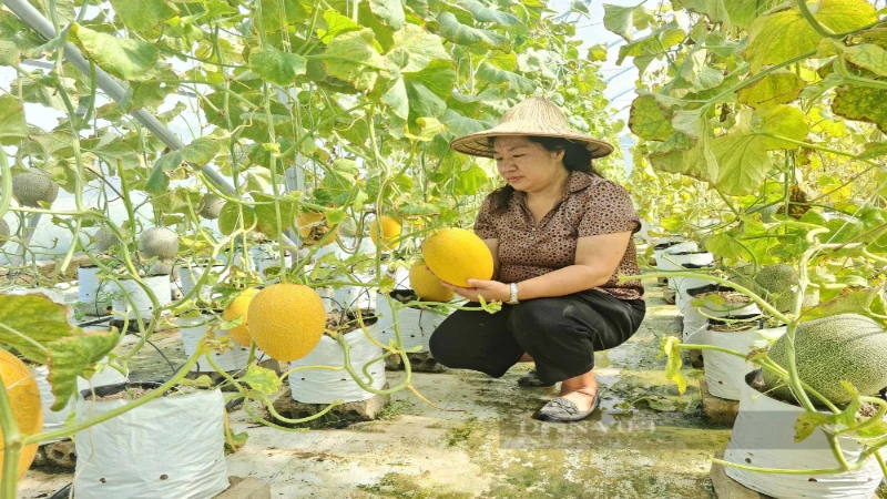 Mô hình dưa lưới được Sở Khoa học và Công nghệ Điện Biên thực hiện trồng thí điểm.