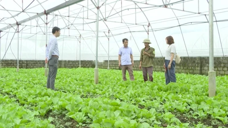 Mô hình trồng rau theo tiêu chuẩn VietGAP tại huyện Tam Đường, tỉnh Lai Châu.