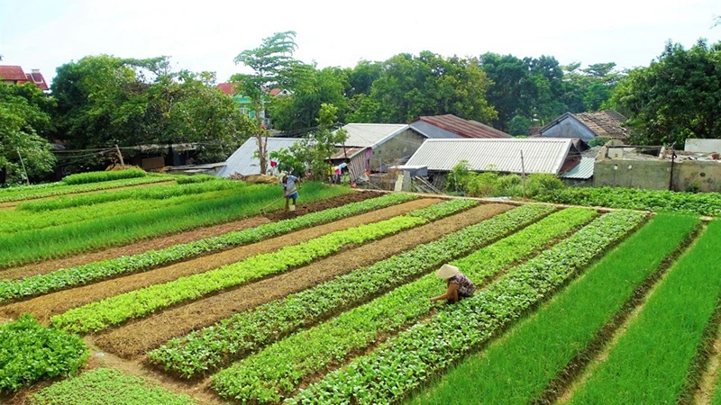 Làng rau Trà Quế.