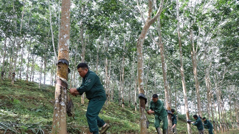 Công nhân Công ty cổ phần cao-su Điện Biên nỗ lực làm việc, góp phần quan trọng quyết định kết quả sản xuất, kinh doanh của công ty.