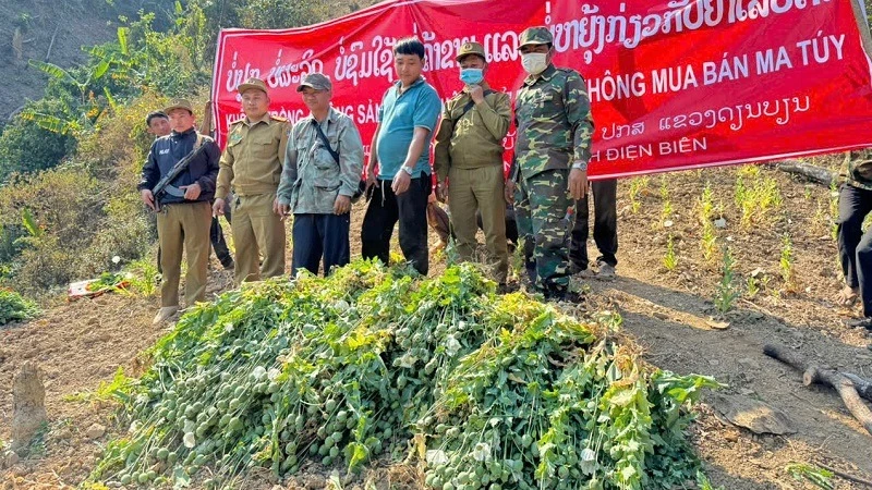 Công an Điện Biên cùng Công an 2 tỉnh bắc Lào phối hợp phá nhổ cây thuốc phiện được trồng trái phép tại khu vực giáp biên giới Việt-Lào. 